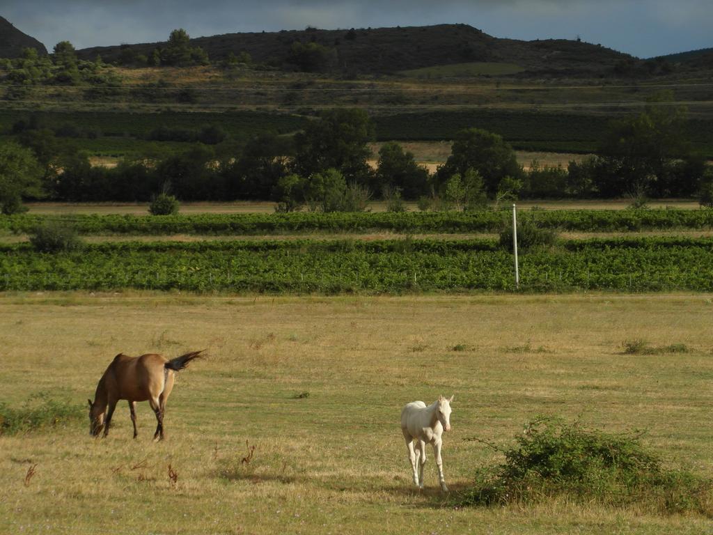 Bergerie Du Plo Villa Montlaur  Buitenkant foto
